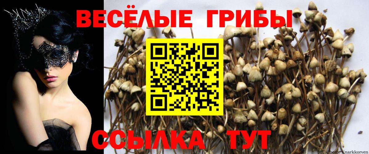 Белореченск  Псилоцибиновые грибы MAGIC MUSHROOMS  Вход с VPN  Галлюциногенные грибы Psilocybine cubensis 